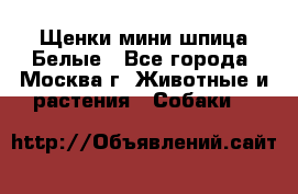 Щенки мини шпица Белые - Все города, Москва г. Животные и растения » Собаки   